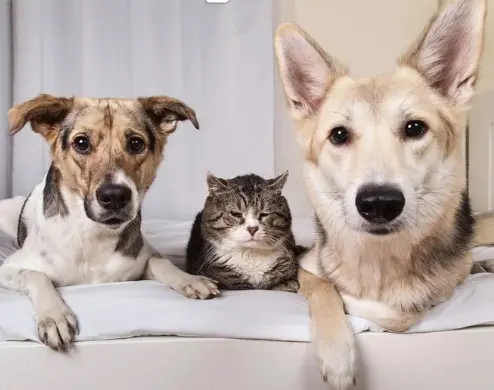 Chequeos geriátricos