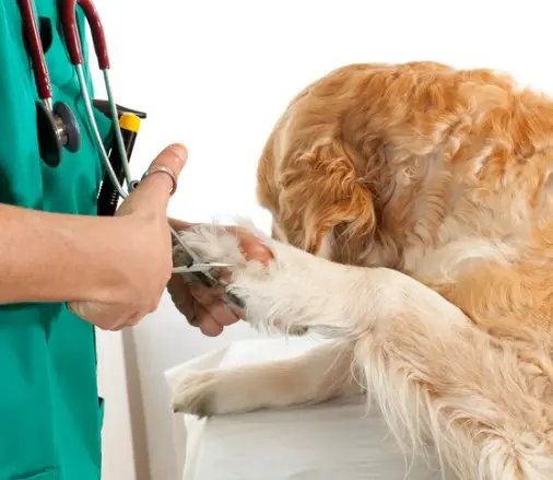 Consultas a domicilio