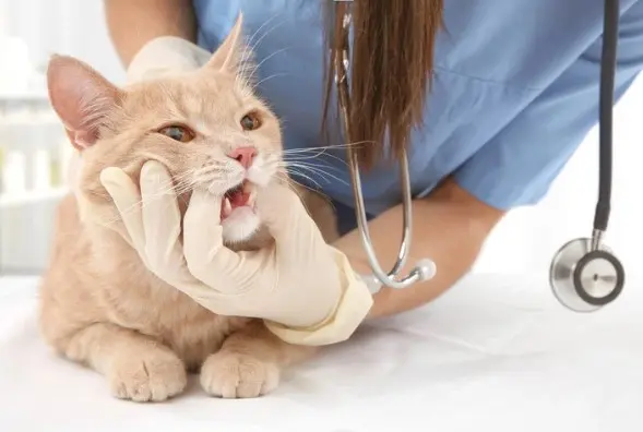 Medicina felina